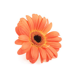 Gerbera flower isolated