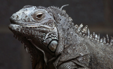 Iguana
