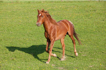 Nice arabian horse running on pasture