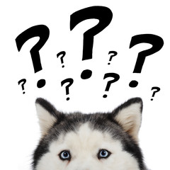 chien husky sibérien avec points d'interrogation - obrazy, fototapety, plakaty