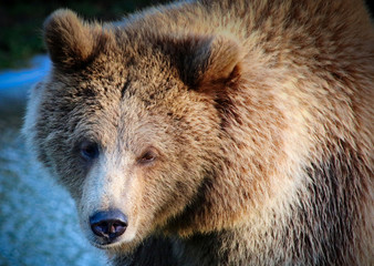 Obraz premium European Brown Bear