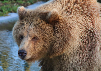Fototapeta premium European Brown Bear