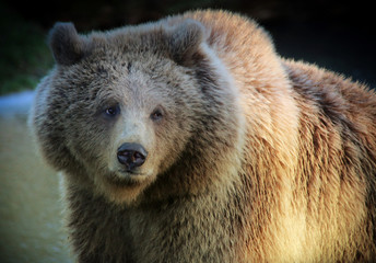 Obraz premium European Brown Bear