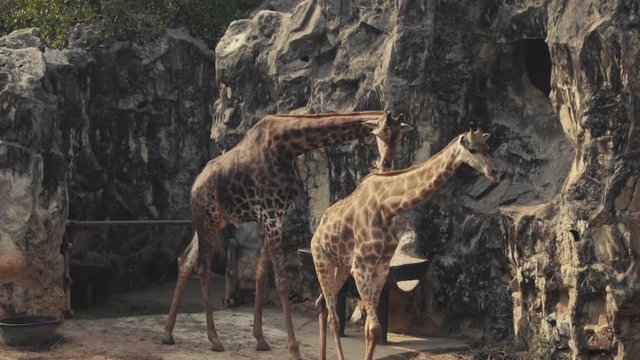 Slow motion of Couple of giraffe and zebra in Zoo