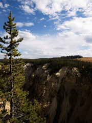 Yellowstone National Park with an Evergreen Tree