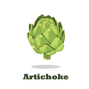 Artichoke. Vector illustration