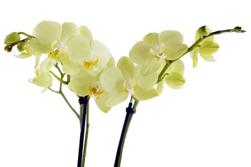 Fototapeta na wymiar yellow orchid Phalaenopsis close up