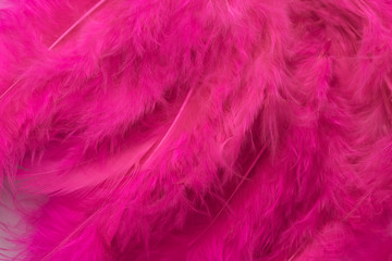 pink feathers close up background