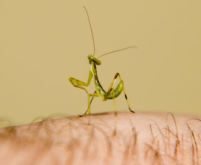 Larva of the mantis. Nymph mantis, Growing insect.
