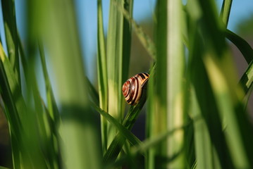 Escargot sur tige