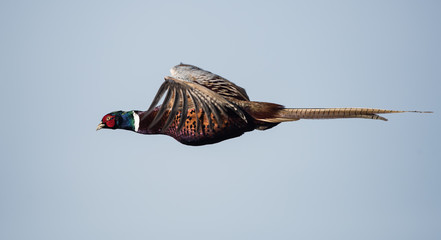 Common Pheasant, Pheasant, Phasianus colchicus