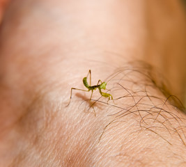 Larva of the mantis. Nymph mantis, Growing insect.