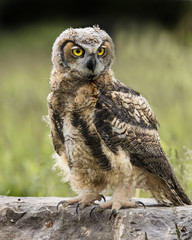 Great Horned Owl Baby