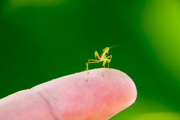 Larva of the mantis. Nymph mantis, Growing insect.