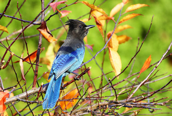 Steller`s Jay standing in a tree in the fall/ winter, Canada