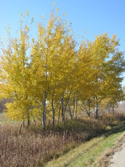 Obraz premium Golden Trees on a Country Road