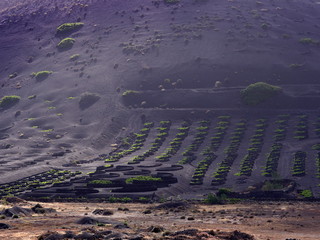 famous vineyards of La Geria on volcanic soil Lanzarote Island Spain