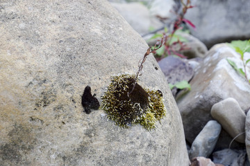 The moss is on a stone. Simple plants in nature.