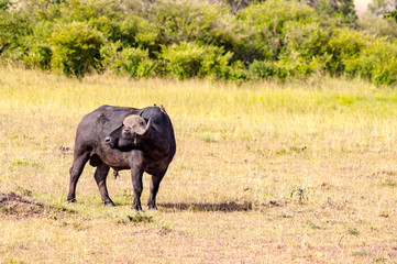 Fototapeta premium Isolated Buffalo grazing in the savannah of Maasai Mara Park in North West Kenya