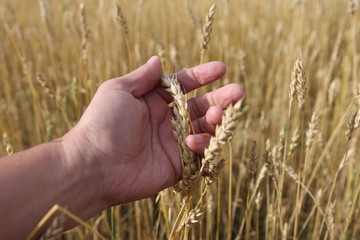 Fototapeta na wymiar Farmer in field touching his wheat ears