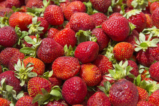 Background of beautiful and juicy strawberries with green leaves