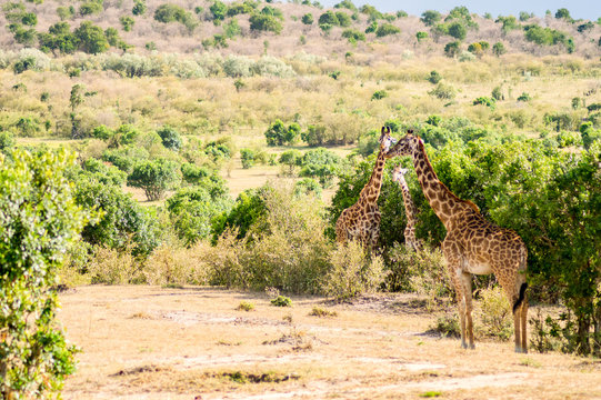 Isolated giraffe near acacia in the park of  mara Kenya