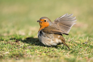 European Robin, Robin, Erithacus rubecula