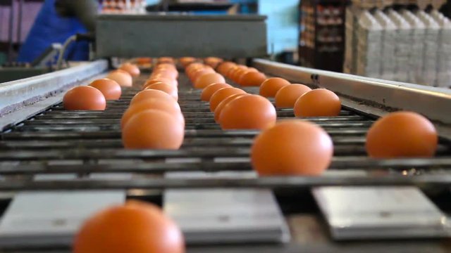 Fresh and raw chicken eggs on a conveyor belt, being moved to the packing house. Consumerism, egg production, automated business