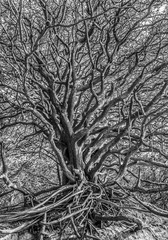 Rügen wilder Baum auf Hiddensee