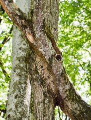 Obraz premium An influx on the trunk of a tree. Merging of two trees. Anomaly of plant development.