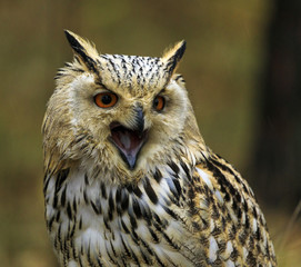 Siberian Eagle Owl