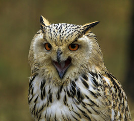 Siberian Eagle Owl