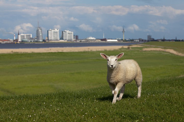 Lamm auf einem Deich vor der Skyline von Bremerhaven
