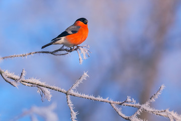 Image of a bullfinch on a frozen branch of the tree