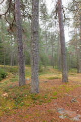 Forest scene at foggy day in Finland