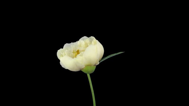 Time-lapse of growing, opening and rotating white Peony 2a4 in 4K PNG+ format with ALPHA transparency channel isolated on black background
