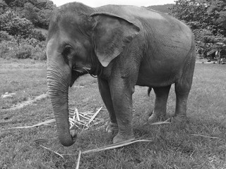Mina baby Elephant Chiang Mai , Thailand