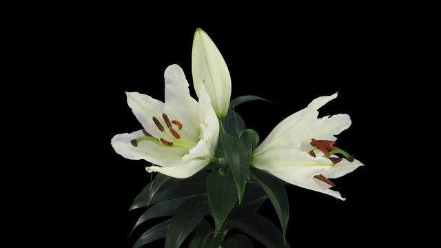 Time-lapse of growing, opening and rotating white lily 2a4 in 4K PNG+ format with ALPHA transparency channel isolated on black background
