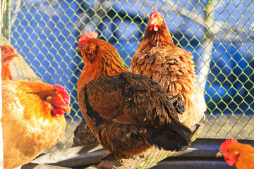 chickens are warm in sunlight