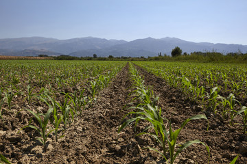 Fototapeta na wymiar Young corn seedling grows at spring 