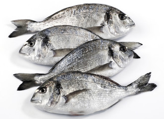 Four dorado fish isolated on white background