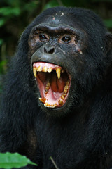 Pan troglodytes - A commun eastern chimpanzee, with an open mouth, showing its enormous canines in Kibale National Park, Uganda.