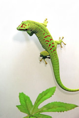 Phelsuma madagascariensis - A day gecko climbing up the white glass of a terrarium. On the bottom, a blurry leave is visible.