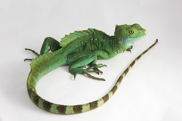 Physignathus cocincinus - an adult Chinese water dragon showing off its tail, sitting on a white background.