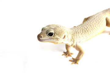 Eublepharis macularius - a juvenile albino Leopard gecko, isolated on a white background. The young, friendly looking reptile seems to be smiling a bit. 