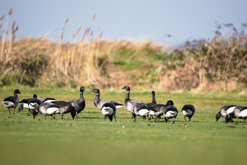 Brent Goose, Branta bernicla 