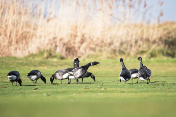 Brent Goose, Branta bernicla 