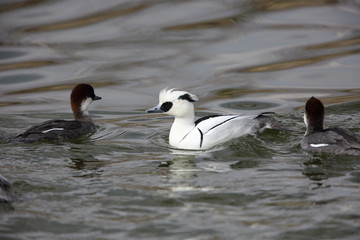Smew (Mergus albellus) in Japan