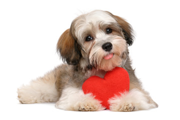Happy lover valentine havanese puppy dog with a red heart