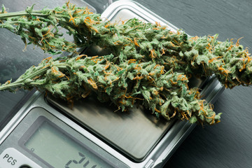 Macro shot of cannabis flowers with trichomes on a scales with a dark background top view